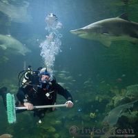 Подводный клининг: с риском для жизни